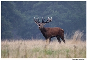 Red Deer 2